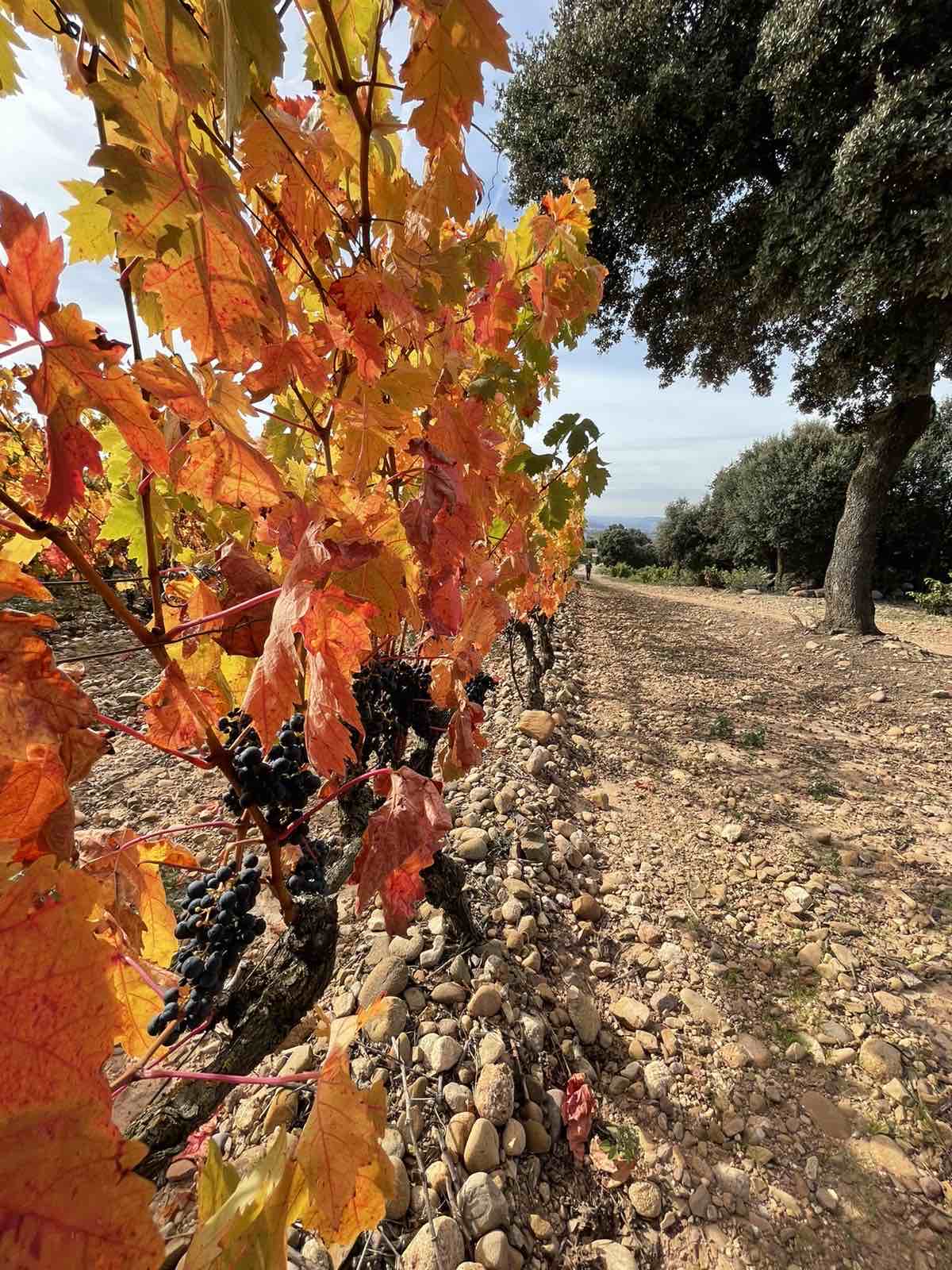 Бургундія, Тоскана та Порту. Де дегустувати вино в Європі: найкращі локації та маршрути